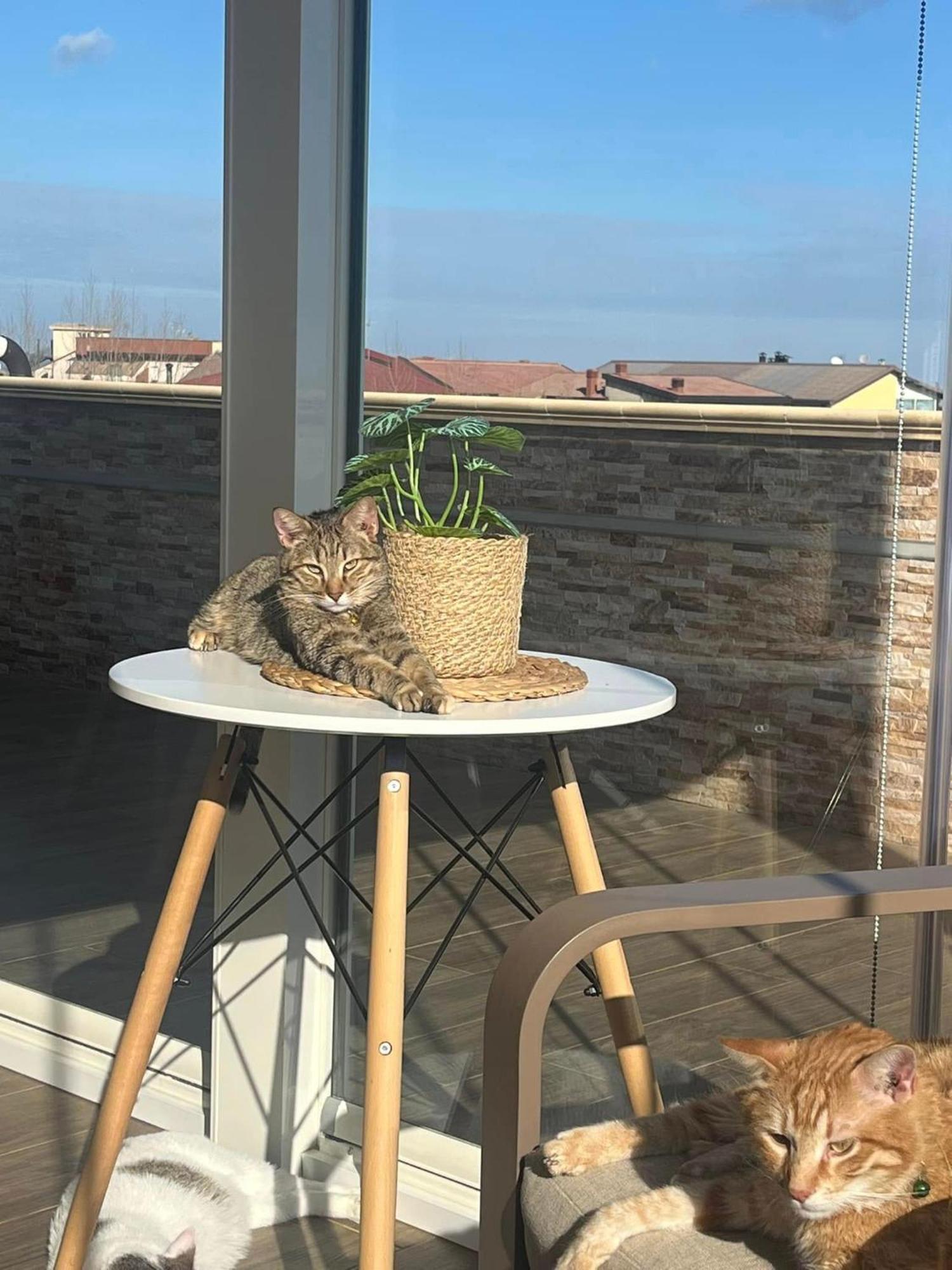 B&B La Terrazza Polifrone Cotronei 外观 照片